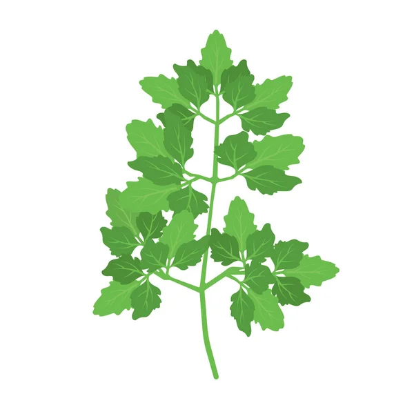 Petržel zelené listy bylinné vektorové ikony potravin. Čerstvé rostlinné koření — Stockový vektor