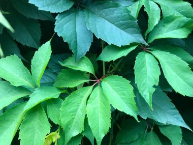 Yaprak yaprağı, bitki örtüsü. Yeşil yaz ormanı doğal renk deseni. Açık hava çevre botanik şubesi kapanışı. Tropik dekorasyon organik avuç içi detayı