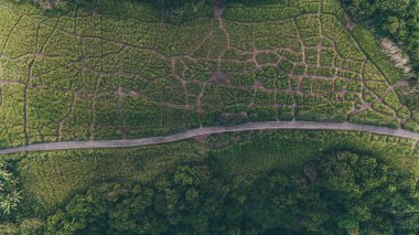 Campuhan Ridge yürüyüş. Bali (Ubud)