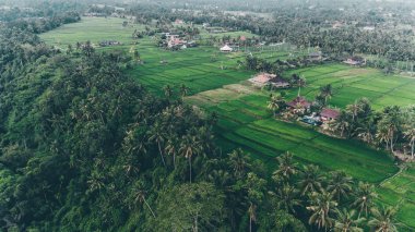 Campuhan Ridge yürüyüş. Bali (Ubud)