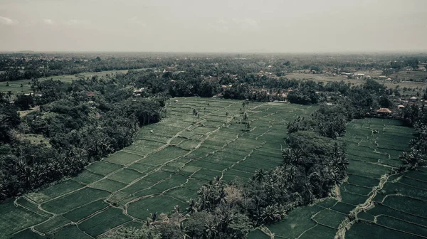 pirinç tarlaları Bali