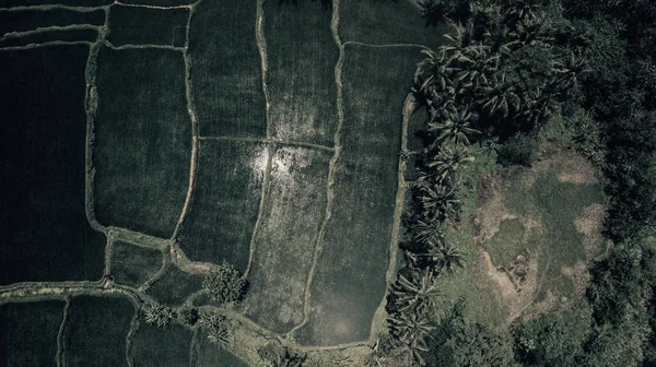 pirinç tarlaları Bali