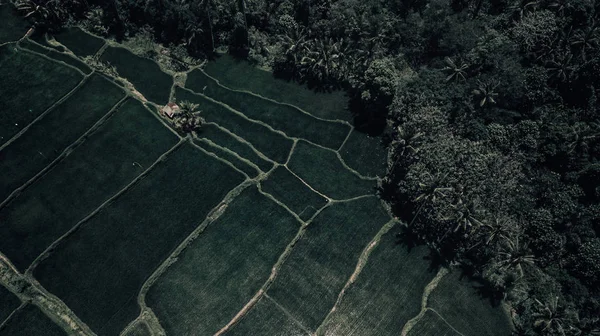 Ubud 'daki pirinç tarlaları