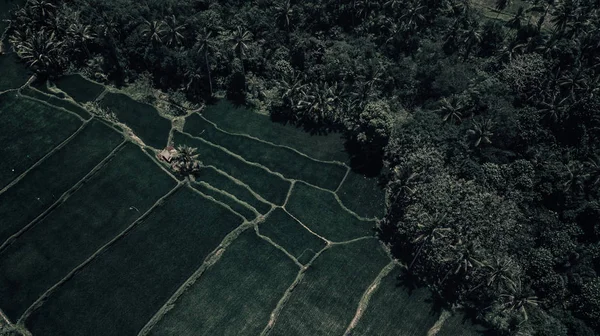Ubud pirinç tarlaları. Bali
