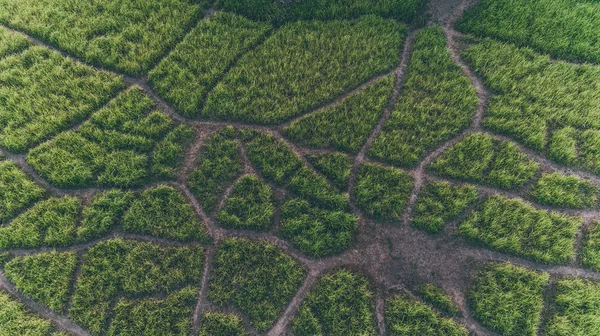 Campuhan Ridge yürüyüş. Bali (Ubud)