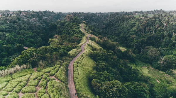 Campuhan Ridge yürüyüş. Bali (Ubud)