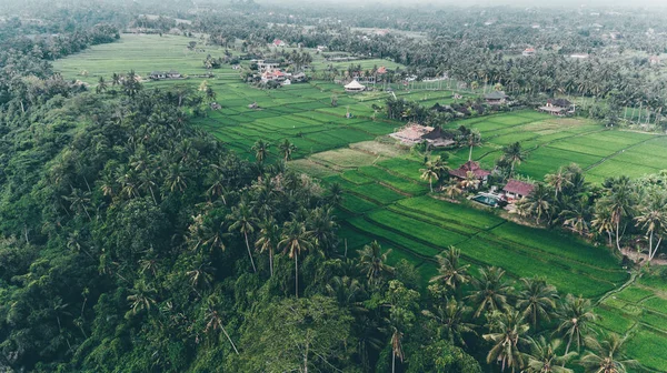 Campuhan Ridge yürüyüş. Bali (Ubud)