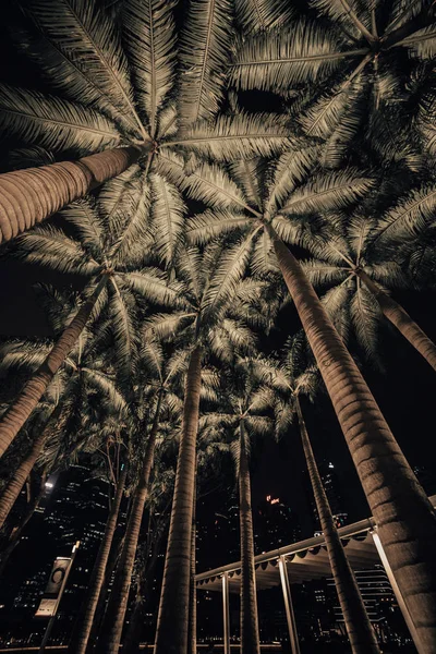 Singapore Mall Palms Natt — Stockfoto