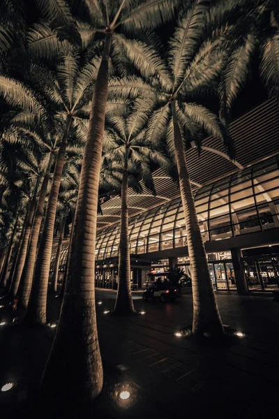 Singapore mall palms. Night