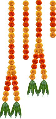 Marigold hanging flowers decorative design mango leafs