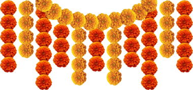 Marigold flowers festive decoration design element
