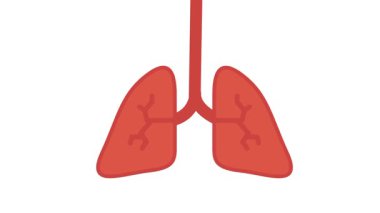 Solunum sistemini vurgulayarak, solunumu, yaşamı ve oksijenin hayatta kalabilmedeki temel rolünü simgeleyen iki kırmızı akciğer gösterilir.