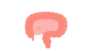 İnsan bağırsaklarının bir örneği sindirim ve besinleri absorbe etme becerisini vurgular, gastrointestinal sağlık ve bakımın önemini vurgular.