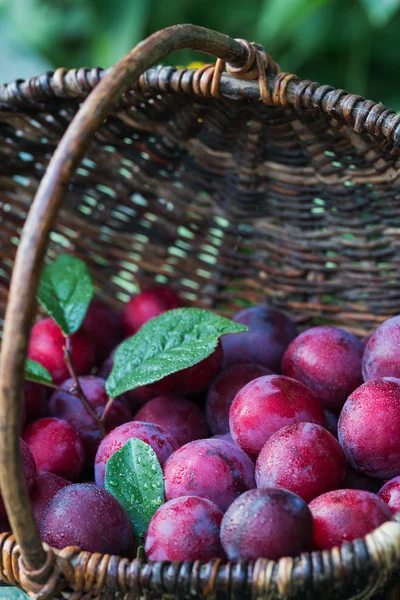 Ciruelas Frescas Con Hojas Sobre Fondo Rústico Mesa Madera Concepto — Foto de Stock