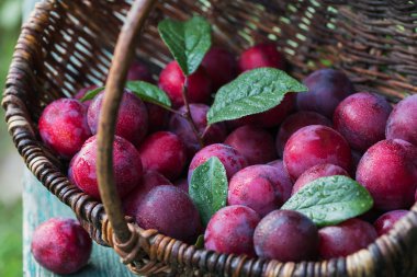 Taze erik yapraklarda rustik ahşap masa arka plan ile. Sonbaharda hasat kavramı