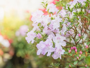 Saksı içinde eski sera içinde renkli Azaleas, güneşli bir günde çiçeklenme. Çiçek açan orman gülleri kapalı satır. Botanik Bahçesi, tarım, bahçecilik sanayi çiçek.