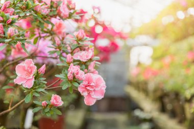 Saksı içinde eski sera içinde renkli Azaleas, güneşli bir günde çiçeklenme. Çiçek açan orman gülleri kapalı satır. Botanik Bahçesi, tarım, bahçecilik sanayi çiçek.