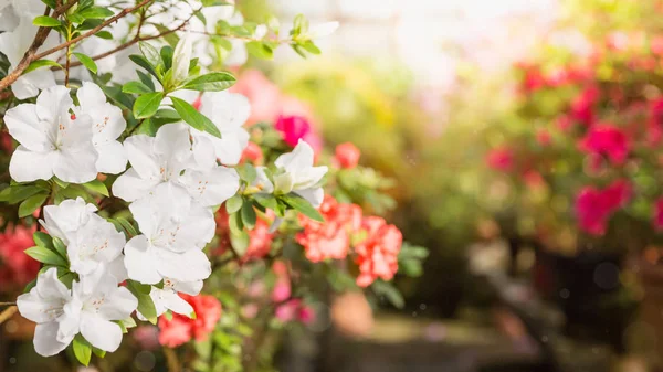 Saksı içinde eski sera içinde renkli Azaleas, güneşli bir günde çiçeklenme. Çiçek açan orman gülleri kapalı satır. Botanik Bahçesi, tarım, bahçecilik sanayi çiçek.