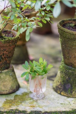 Zemin ile Pot, yeşil bitkiler çiçek ve bahçe aracı filizleri