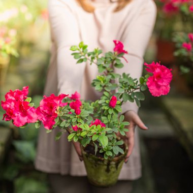 Bitkilerin sulama ve Bahçe serada güzel kadın.