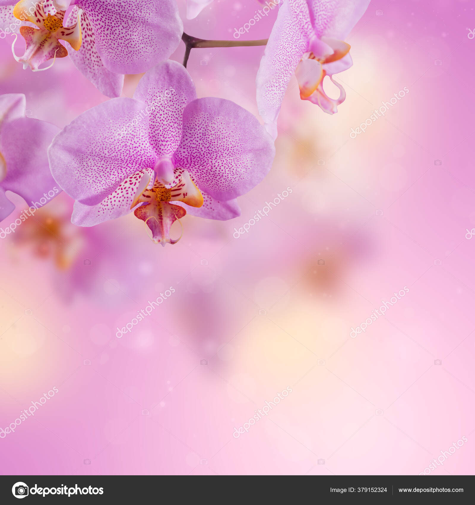 ピンクのグラデーションの背景に花弁が飛んでいる紫色の蘭の花 美しい壁紙やグリーティングカード ストック写真 C Svittlana 379152324