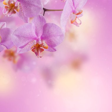 Pembe bir arka planda uçan taç yapraklı mor orkide çiçekleri. Güzel duvar kağıdı veya tebrik kartı