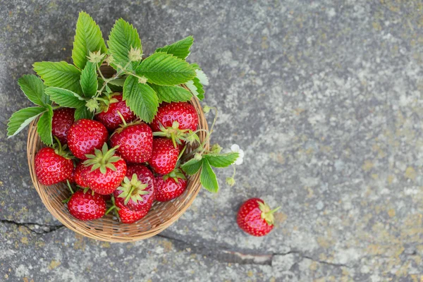 Fresas Frescas Una Canasta Sobre Fondo Hormigón Rústico Vista Superior — Foto de Stock