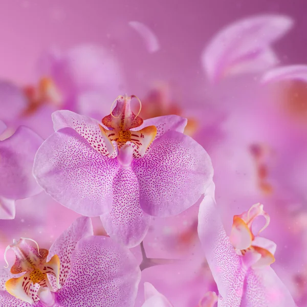 Purple Orchid Flowers Flying Petal Pink Blur Background Beautiful Wallpaper — Stock Photo, Image