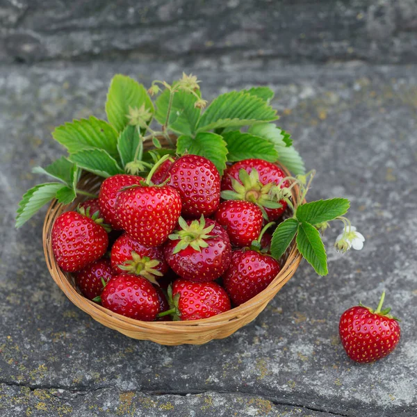 Una Ciotola Fragole Succose Rosse Fondo Grigio Cemento Sano Dieta — Foto Stock