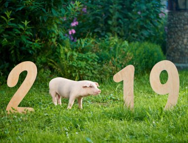 Ahşap 2019 rakamlarla Bahçe çim arasında yakın poz domuz.