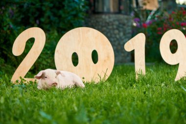 Pembe domuz dinlenme ve ahşap 2019 rakamlarla Bahçe yakınındaki rahatlatıcı.