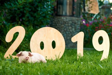 Yeşil grace, dekoratif 2019 sayıda yakınındaki yatan domuzcuk.