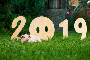 Yeşil çimenlerin üzerinde sevimli domuzcuk karşı yeni 2019 yılı dekoratif ahşap sayılar.