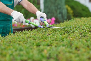 Makas ve kırpma bush tutan erkek bahçıvan el.
