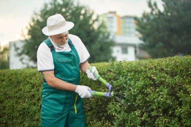 Kaslı adam çit kırpma tarafında konsantre.