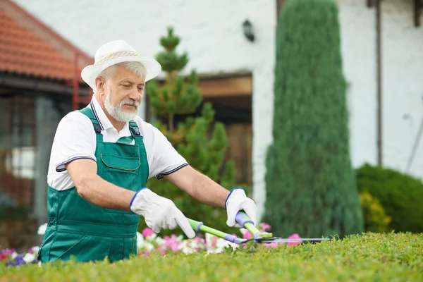 Jardinero masculino mayor cortando arbustos por tijeras en el jardín . — Foto de Stock