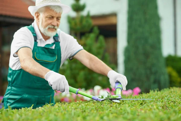 Zblízka starší muž, řezání zelené v pěkné zahradě. — Stock fotografie