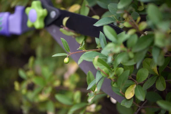 Küçük berry keserek bahçe makası bıçağı. — Stok fotoğraf