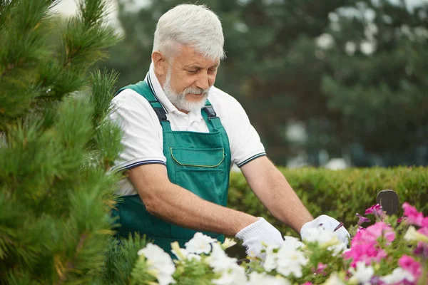 Hombre mayor cuidando flores en el patio trasero . — Foto de Stock