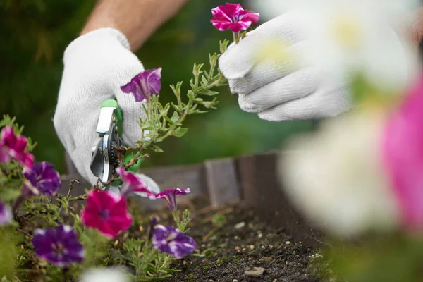 Pracovní ruce stříhání květin pomocí pruner. — Stock fotografie
