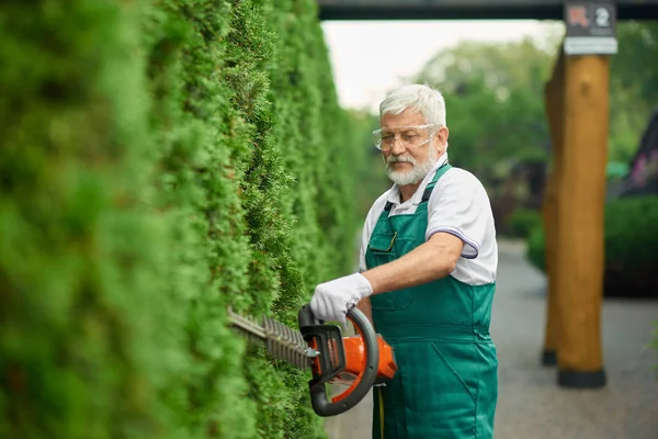 Jardinero mayor recortando cedro blanco usando cobertura de patrulla . — Foto de Stock