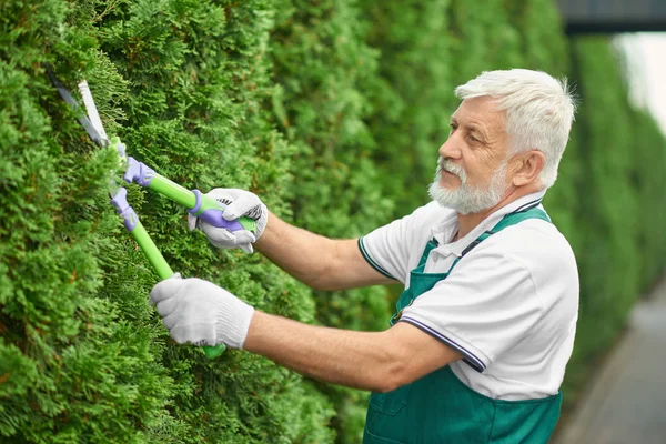 Primer plano del hombre mayor, cortando arbusto verde . — Foto de Stock