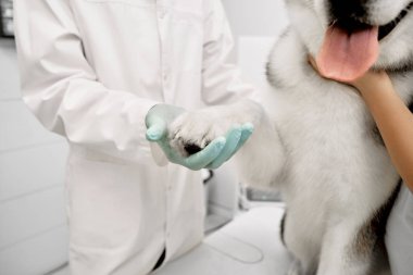 Güzel köpek pençe tutan veteriner.