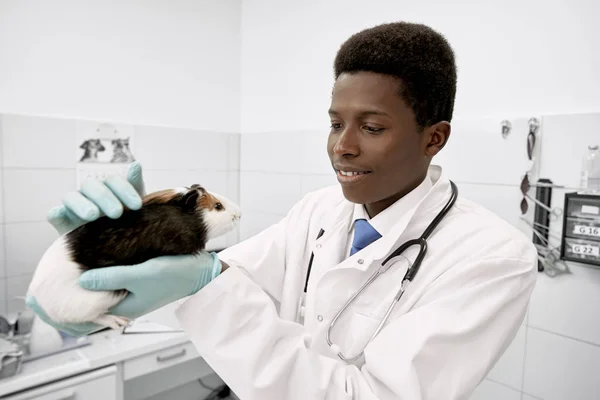 Young vet doctor holding hamster in hands. — Stock Photo, Image