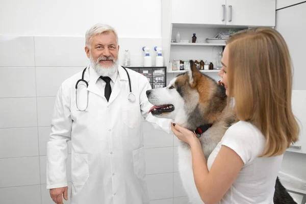 Ο γιατρός της κτηνιατρικής κλινικής θέτοντας κοντά malamute. — Φωτογραφία Αρχείου