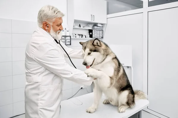 Grande malamute dando zampa al veterinario in clinica . — Foto Stock
