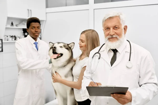 Boldog malamute klinikán, állatorvos, vet, mosolyogva. — Stock Fotó