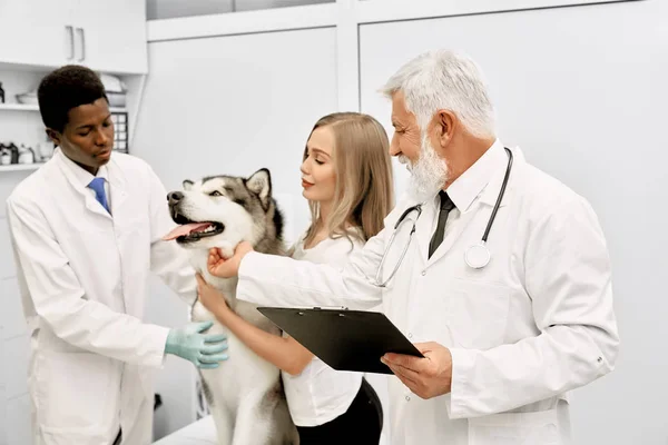 Vétérinaires et propriétaire du chien caressant malamute . — Photo