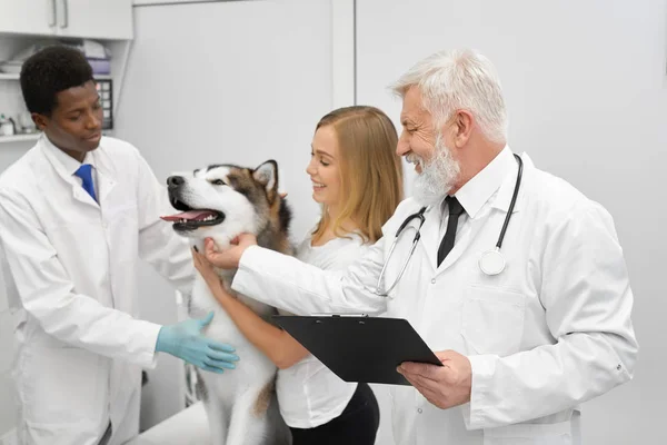 Veterinario, assistente e donna accarezzando malamute . — Foto Stock