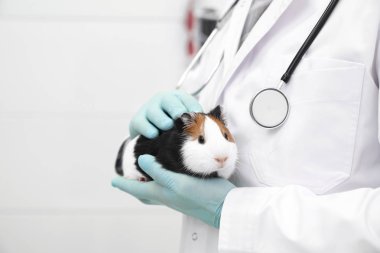 Onu elinde tutan veteriner okşayarak hamster.